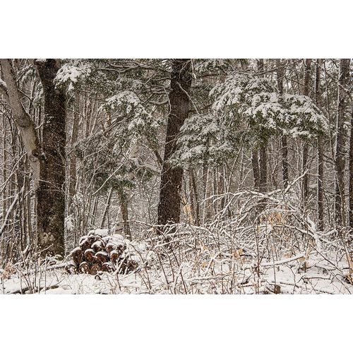 Jones, Allison 아티스트의 USA-Vermont-Morrisville-Jopson Lane-late spring snow fall in the forest작품입니다.